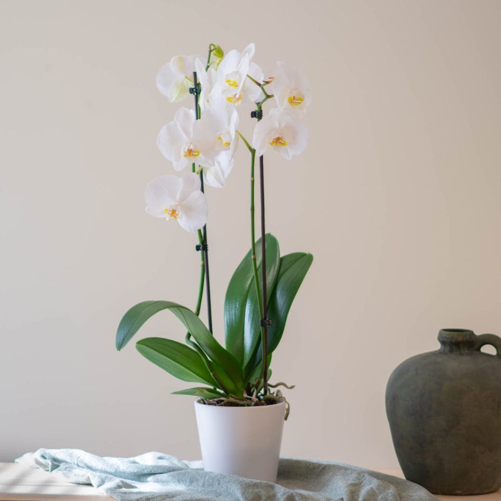 orchidee
