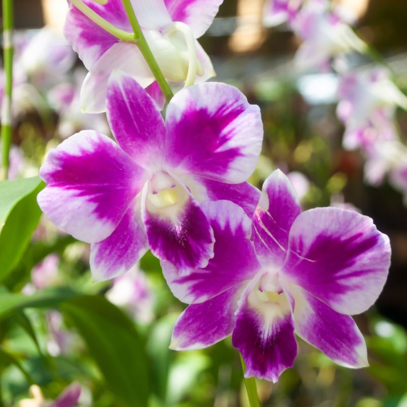 Orchidee Dendrobium