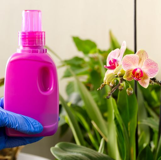 orchidee fertilizzanti
