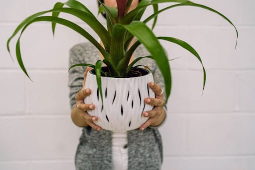 Pianta in vaso bianco da interno tenuta da due mani femminili