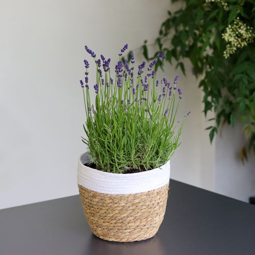 Piante di lavanda