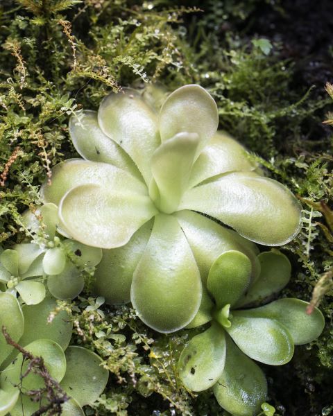 Pinguicula