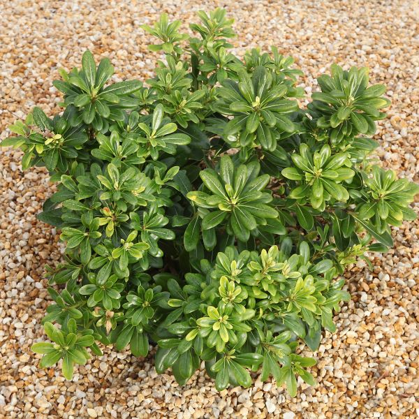 Pittosporum Tobira Nana