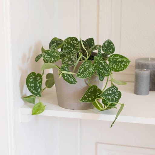 Pothos