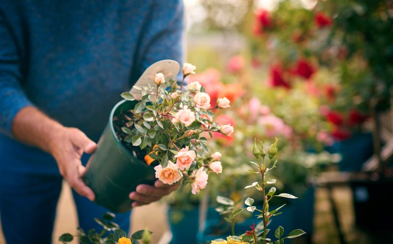 Rose in vaso