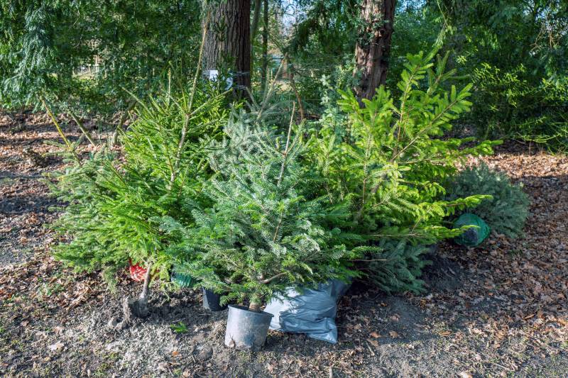 rimuovere l'albero di Natale