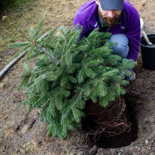 ripiantare un albero di natale