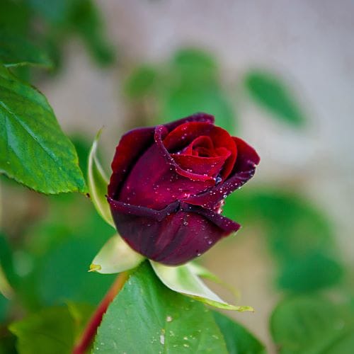 Rosa Baccarà
