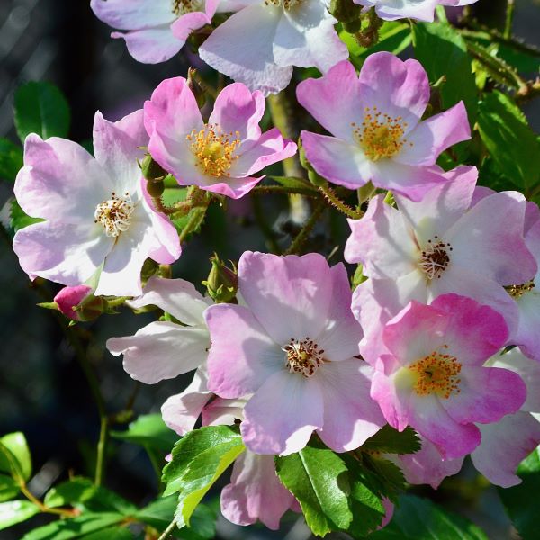 La rosa Ballerina