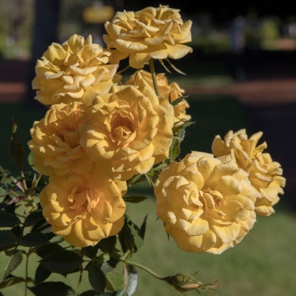 La rosa Gold Medal