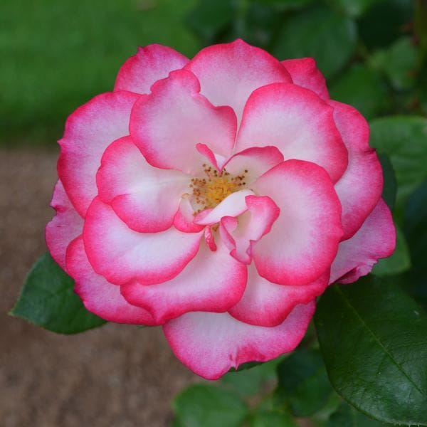 La rosa Hannah Gordon