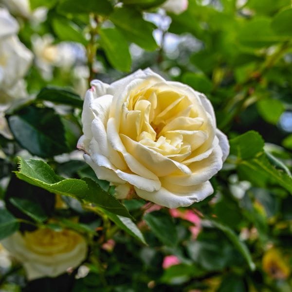 La rosa Iceberg