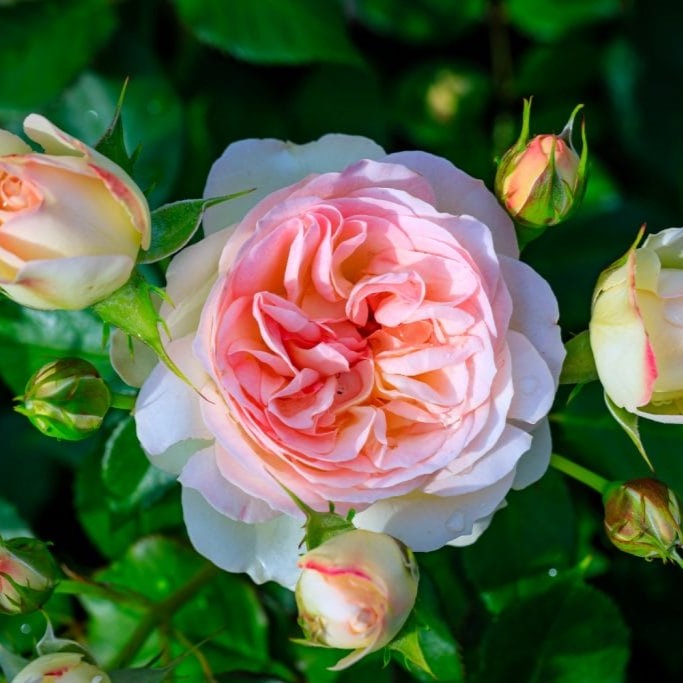 La rosa Lara