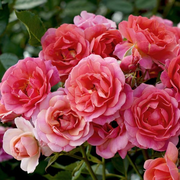 La rosa Lilliputs Mandarin