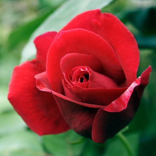 Rosa mister Lincoln
