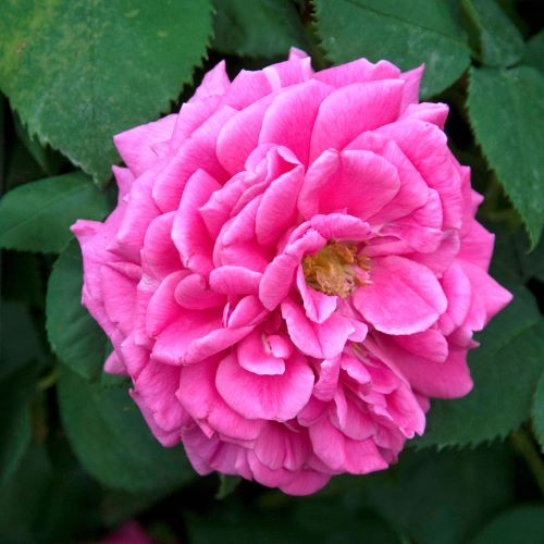 Rosa Madame Isaac Pereire