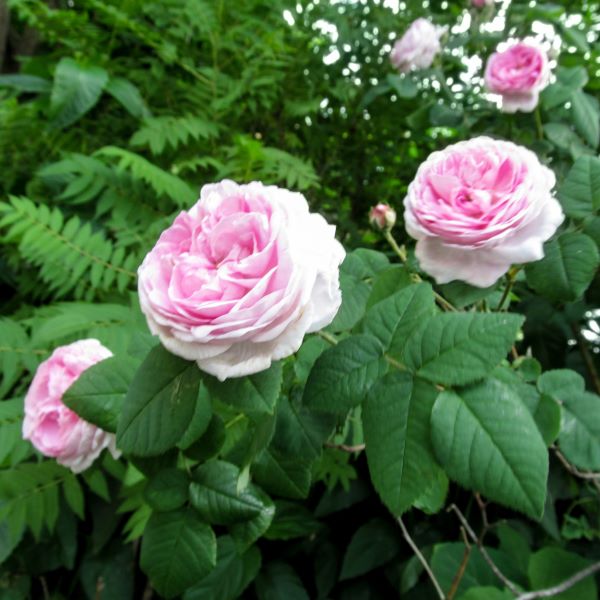 La rosa Queen of Denmark