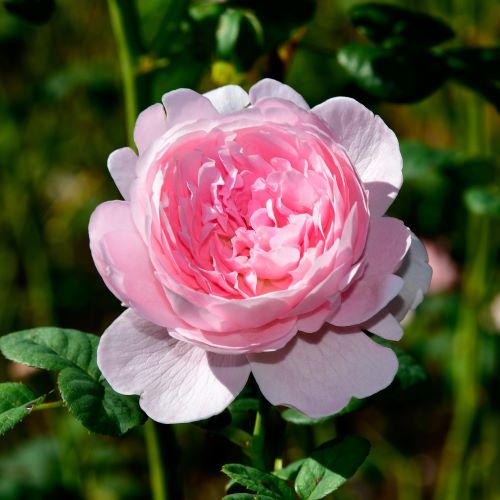 Rosa Queen of Sweden