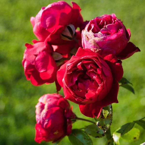 La rosa Red Eden