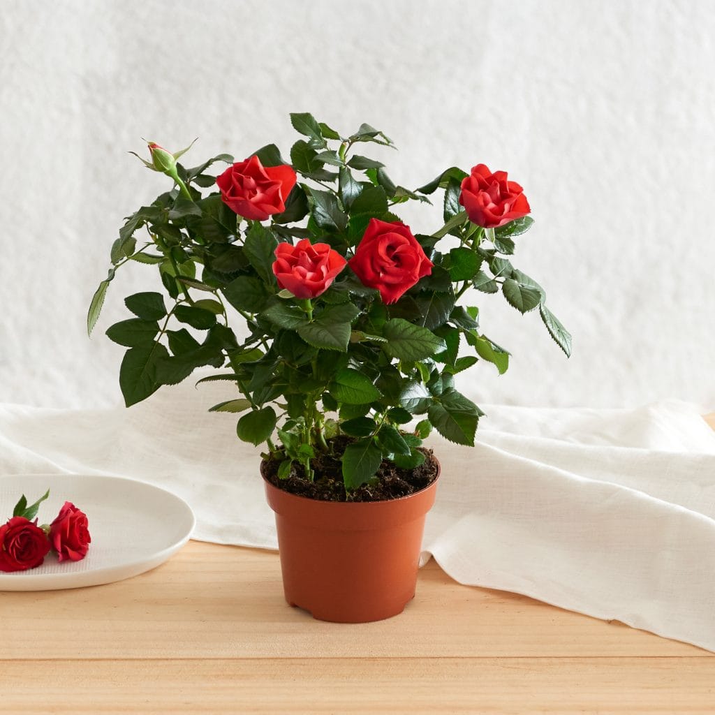 Rose rosse in vaso