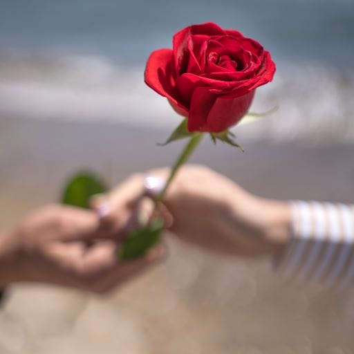 Rosa rossa