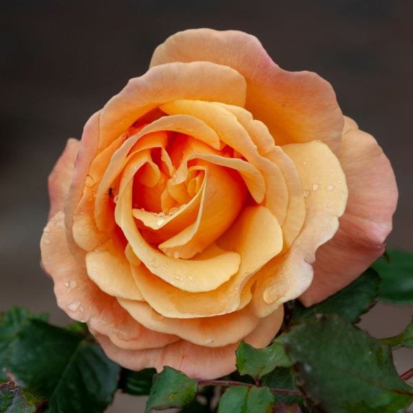La rosa Samaritan