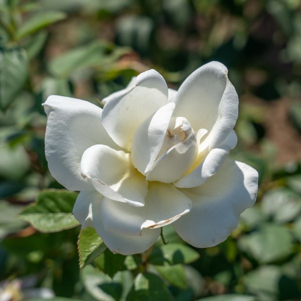 La rosa Sugar Moon
