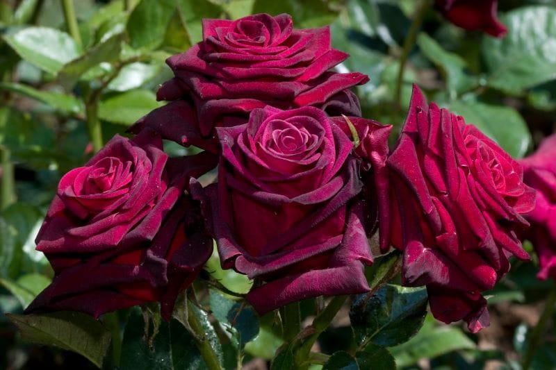 Rose Baccarà in giardino