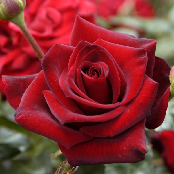 La rosa Black Beauty