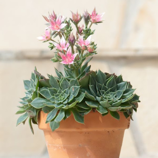 Sedum