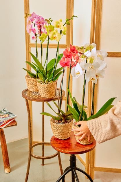 tipi di orchidee