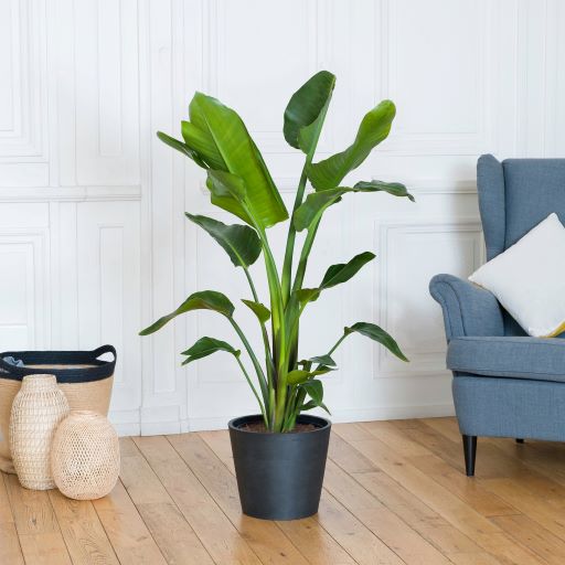 strelitzia