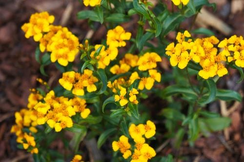 Tagetes lucida