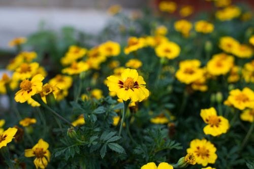Tagetes tenuifolia