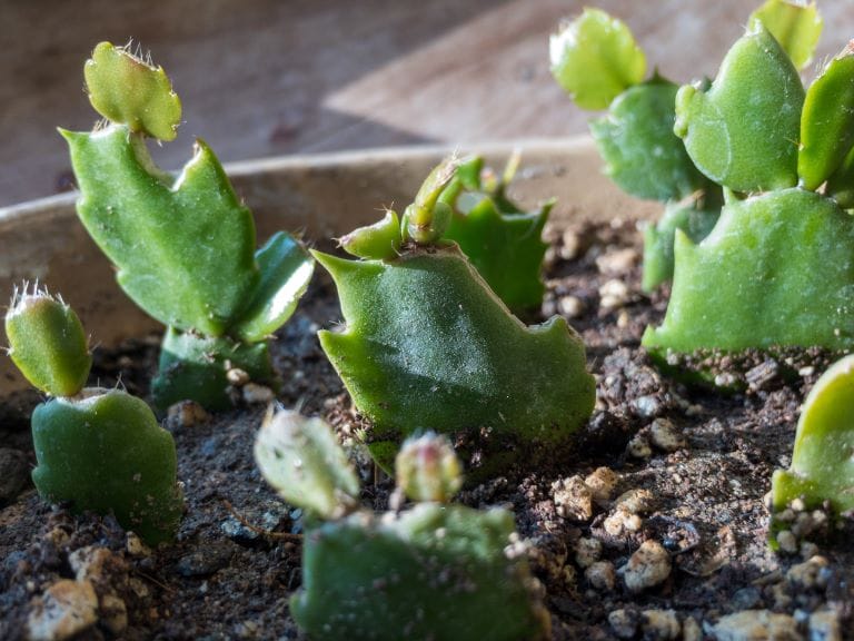 cactus di Natale in vaso annaffiato
