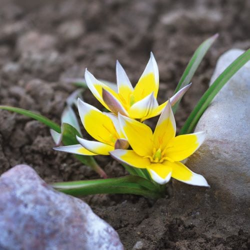 Tulipani botanici
