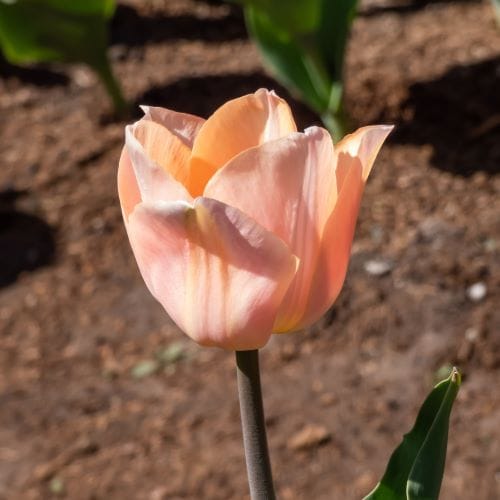 Tulipani singoli