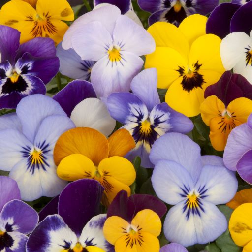 viola del pensiero