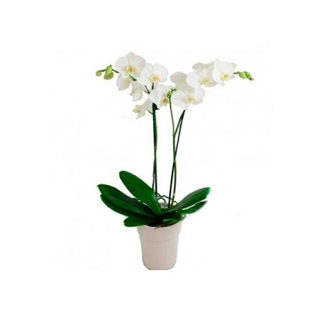 Orchid