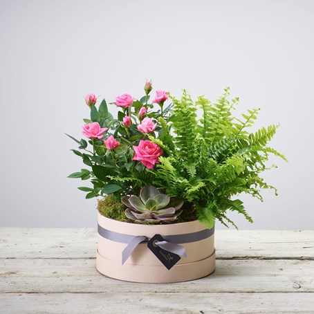 Arrangement Of Plants
