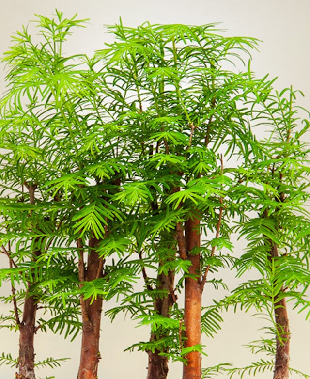 Metasequoia bosco