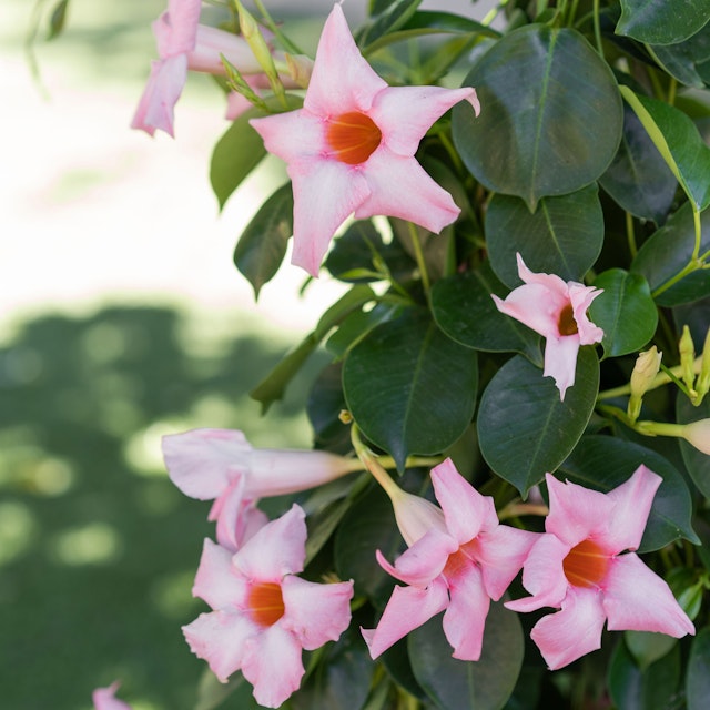 Dipladenia