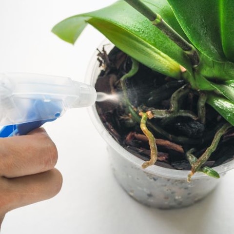 2. Come innaffiare un'orchidea
