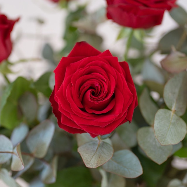 Ventuno rose rosse