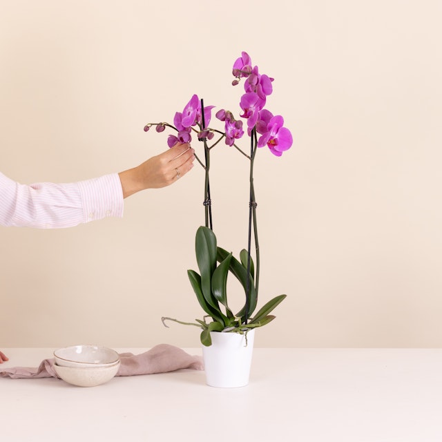 orchidea rosa