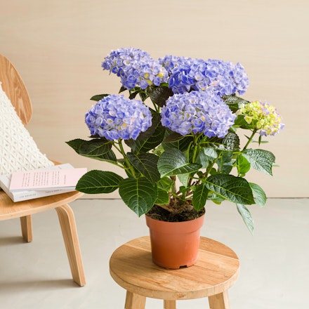 Ortensia Blu