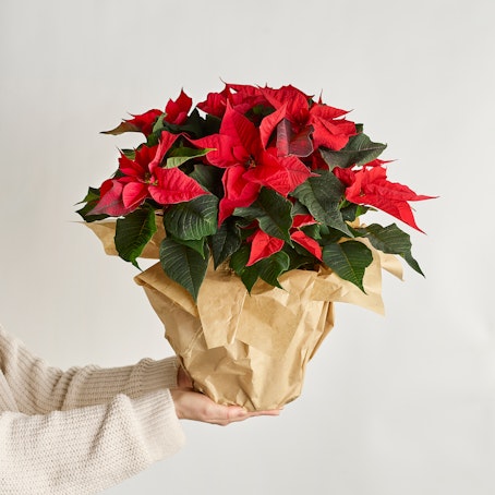 Stella di Natale