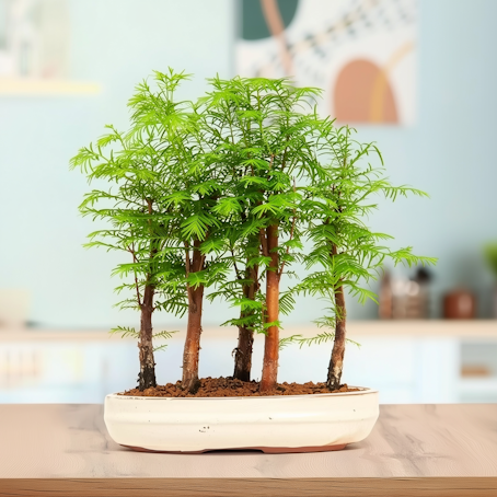 Metasequoia Bosco