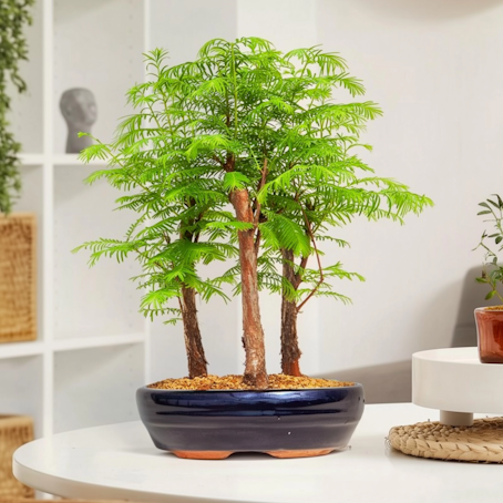 Metasequoia