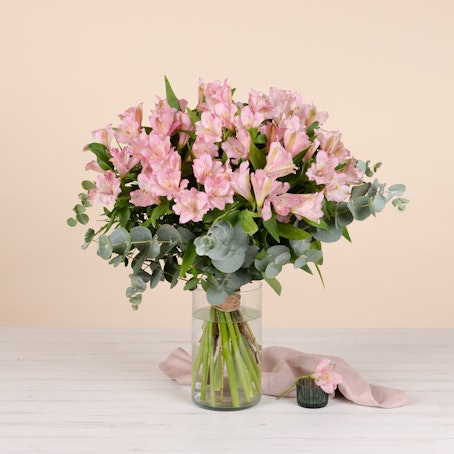 Alstroemeria rosa